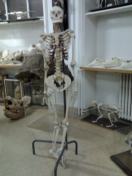 esqueleto